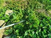 Satılır 2 otaqlı 50 m2 həyət evi Bilgəh