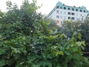 Satılır 5 sot torpaq Masazır