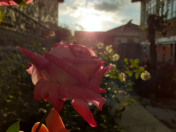 İcarəyə verilir 3 otaqlı 200 m2 həyət evi Qax