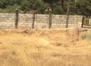 Satılır 24 sot torpaq Badamdar