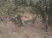 Satılır 5 sot torpaq 28 may