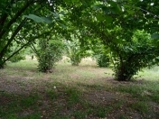 Satılır 60 sot torpaq Qəbələ