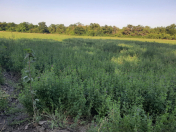 Satılır 231 sot torpaq Xudat