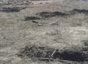 Satılır 3 sot torpaq Sabunçu