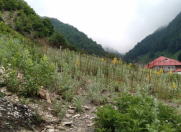 Satılır 3 sot torpaq Qəbələ