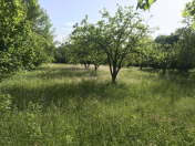 Satılır 70 sot torpaq Qəbələ