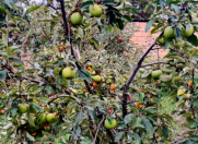 Satılır 5 sot torpaq Quba