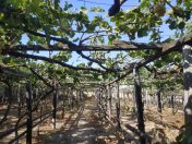 Satılır 10 sot torpaq Maştağa