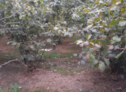 Satılır 8 sot torpaq Xudat