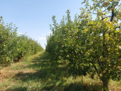 Satılır 1.43 sot torpaq Xaçmaz