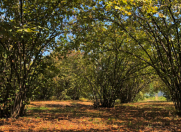 Satılır 130 sot torpaq Qəbələ