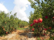 Satılır 36 sot torpaq Göyçay