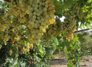 Satılır 6 sot torpaq Binə