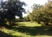 Satılır 103 sot torpaq Qəbələ