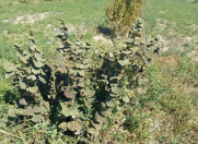 Satılır 500 sot torpaq Oğuz