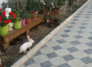 Satılır 5 otaqlı 500 m2 bağ evi Saray