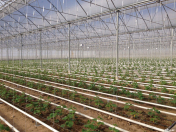 Satılır 2 otaqlı 1400 m2 obyekt Zirə