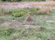 Satılır 275 sot torpaq Qusar