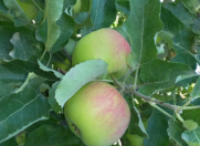 Satılır 15 sot torpaq Quba