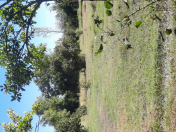 Satılır 20 sot torpaq Qəbələ