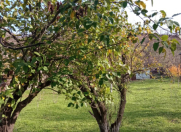 Satılır 15 sot torpaq Quba