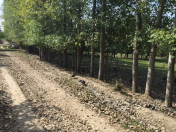 Satılır 15 sot torpaq Qusar