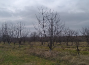 Satılır 200 sot torpaq Xaçmaz