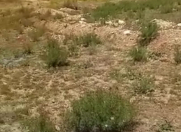 Satılır 4 sot torpaq Gəncə