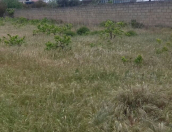 Satılır 10 sot torpaq Bilgəh