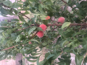 Satılır 16 sot torpaq Maştağa