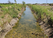 Satılır 15000 sot torpaq Neftçala