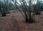 Satılır 30 sot torpaq Qəbələ