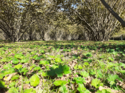Satılır 40 sot torpaq Oğuz