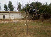 Satılır 15 sot torpaq Novxanı