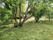 Satılır 7 sot torpaq Qəbələ