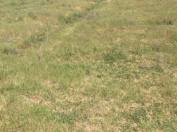 Satılır 6 sot torpaq Saray