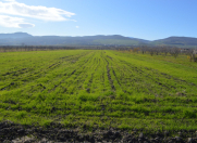 Satılır 130 sot torpaq Quba