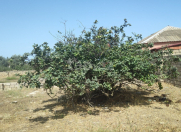 Satılır 12 sot torpaq Nardaran