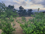 Satılır 4 otaqlı 23.3 m2 bağ evi Fatmayı