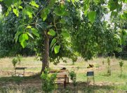 İcarəyə verilir 1 otaqlı 65 m2 həyət evi Lənkəran