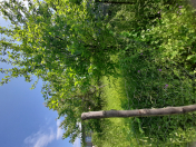 Satılır 5 otaqlı 140 m2 həyət evi Qəbələ