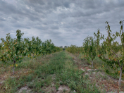 Satılır 1500 sot torpaq Ağdaş