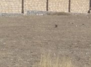 Satılır 6 sot torpaq Şəki