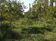 Satılır 18 sot torpaq Göyçay