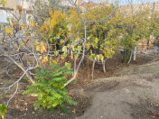 Satılır 4 sot torpaq Badamdar