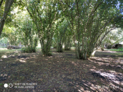 Satılır 45 sot torpaq Qəbələ