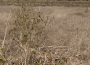 Satılır 1.32 sot torpaq Xaçmaz