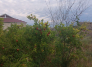 Satılır 4 otaqlı 80 m2 bağ evi Qobustan