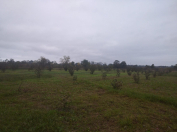 Satılır 40 sot torpaq Xaçmaz