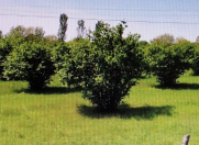 Satılır 150 sot torpaq Xaçmaz